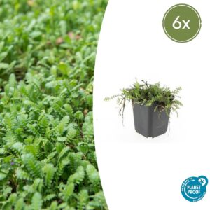 Leptinella squalida (6 Stück) | Kriechende Perlkörbchen | +/- 10-25cm | ø 9cm