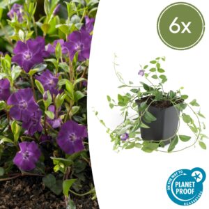 Vinca minor “Atropurpurea” (6 Stück) | Kleines Immergrün | +/- 10-25cm | ø 9cm