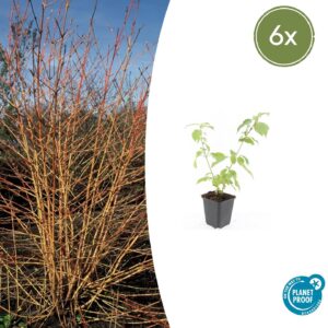 Cornus sanguinea “Anny's Winter Orange” (6 Stück) | Roter Hartriegel | +/- 10-25cm | ø 9cm