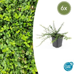 Euonymus fortunei "Minimus" (6 Stück) | Kriechspindel | +/- 10-25cm | ø 9cm