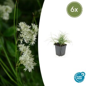 Luzula nivea (6 Stück) | Schnee-Marbel | +/- 10–25cm | ø 9cm