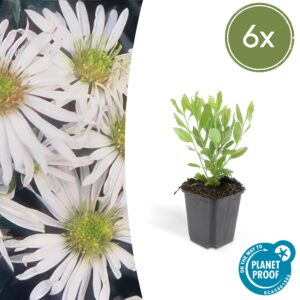 Aster ageratoides “Ashvi”  (6 Stück) | Kissen-Aster | +/- 10-25cm | ø 9cm