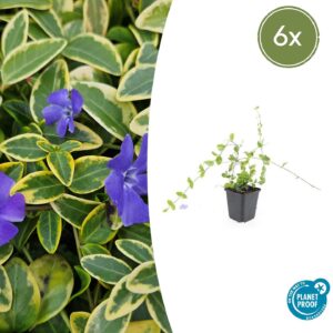 Vinca minor “Blue and Gold” (6 Stück) | Kleines Immergrün | +/- 10–25cm | ø 9cm