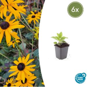 Rudbeckia fulgida “Goldsturm” (6 Stück) | Gelber Sonnenhut | +/- 10–25cm | ø 9cm