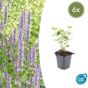 Agastache “Blue Fortune” (6 Stück) | Duftnessel | +/- 10-25cm | ø 9cm