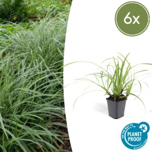 Carex morrowii “Ice Dance” (6 Stück) | Japan-Segge | +/- 10-25cm | ø 9cm
