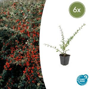 Cotoneaster suecicus “Coral Beauty” (6 Stück) | Zwergmispel | +/- 10-25cm | ø 9cm