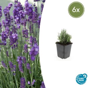 Lavandula angustifolia “Dwarf Blue” (6 Stück) | Echter Lavendel | +/- 10-25cm | ø 9cm