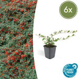 Cotoneaster dammeri ”Major” (6 Stück) | Zwergmispel | +/- 10-25cm | ø 9cm