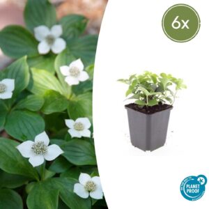 Cornus canadensis (6 Stück) | Teppich Hartriegel | +/- 10-25cm | ø 9cm