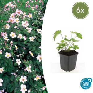 Anemone tomentosa “Robustissima” (6 Stück) | Herbst-Anemone | +/- 10-25cm | ø 9cm