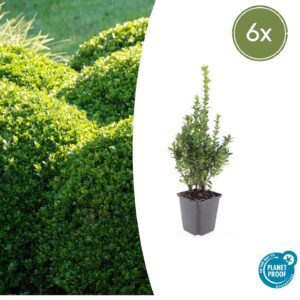 Buxus sempervirens (6 Stück) | Gewöhnlicher Buchsbaum | +/- 10–25cm | ø 9cm