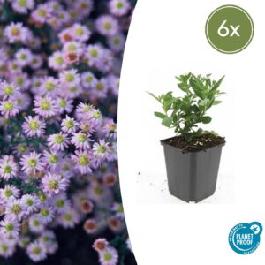 Aster ageratoides “Stardust”  (6 Stück) | Kissen-Aster | +/- 10-25cm | ø 9cm