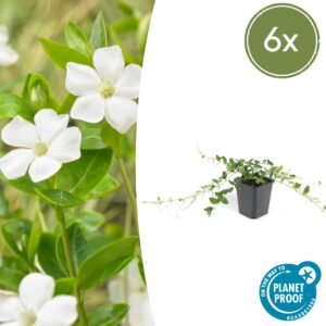 Vinca minor “Alba” (6 Stück) | Kleines Immergrün | +/- 10-25cm | ø 9cm