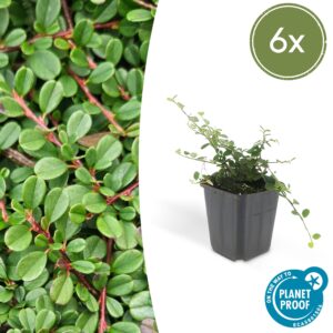 Cotoneaster praecox “Streib's Findling” (6 Stück) | Zwergmispel | +/- 10-25cm | ø 9cm