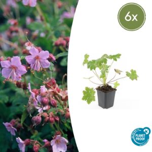 Geranium macrorrhizum “Ingwersen” (6 Stück) | Balkan-Storchschnabel | +/- 10-25cm | ø 9cm