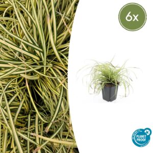 Carex oshimensis “Evergold” (6 Stück) | Japan-Segge | +/- 10-25cm | ø 9cm