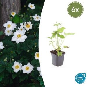 Anemone hybrida “Honorine Jobert” (6 Stück) | Herbst-Anemone | +/- 10-25cm | ø 9cm