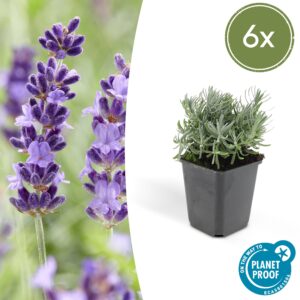 Lavandula “Hidcote” (6 Stück) | Echter Lavendel | +/- 10-25cm | ø 9cm