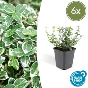 Euonymus fortunei “Emerald 'n Gaity” (6 Stück) | Kriechspindel | +/- 10-25cm | ø 9cm