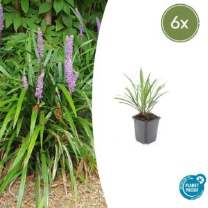 Liriope muscari “Ingwersen” (6 Stück) | Lilientraube | +/- 10–25cm | ø 9cm