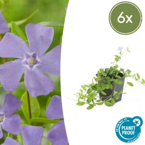 Vinca minor “La Grave” (6 Stück) | Kleines Immergrün | +/- 10–25cm | ø 9cm