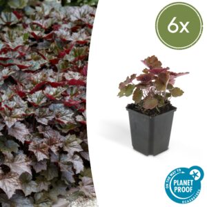 Heuchera micrantha “Palace Purple” (6 Stück) | Purpurglöckchen | +/- 10-25cm | ø 9cm