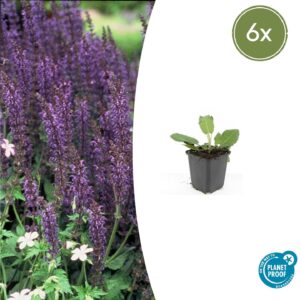 Salvia nemorosa “Mainacht” (6 Stück) | Steppen-Salbei | +/- 10–25cm | ø 9cm
