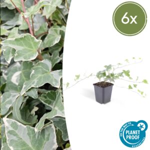 Hedera helix “Glacier” (6 Stück) | Weißbunter Efeu | +/- 10-25cm | ø 9cm