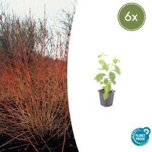 Cornus sanguinea “Midwinter Fire” (6 Stück) | Roter Hartriegel | +/- 10-25cm | ø 9cm