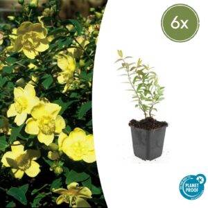 Hypericum “Hidcote” (6 Stück) | Johanniskraut | +/- 10-25cm | ø 9cm