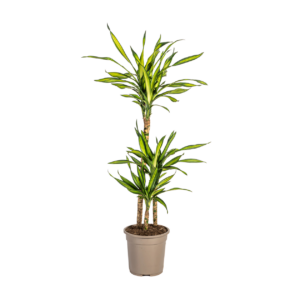 Dracaena Deremensis “Rikki” | Drachenbaum | +/- 100cm | ø 21cm Topf
