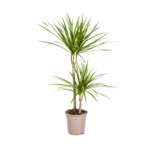 Dracaena Marginata “Green” | Drachenbaum | +/- 80cm | ø 19cm Topf