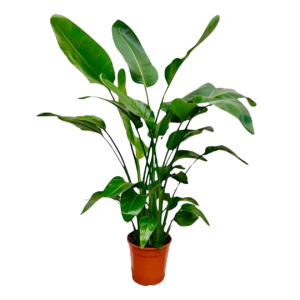 Strelitzia “Nicolai” | Baumstrelitzie | +/- 150cm | ø 21cm Topf
