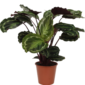 Calathea “Medallion” | Korbmarante | +/- 80cm | ø 19cm Topf