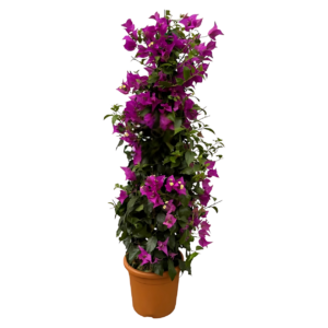 Das richtige Gewächshaus - problemlos und komfortabel 9 Bougainvillea Pyramide | Drillingsblume | +/- 80cm | ø 17cm