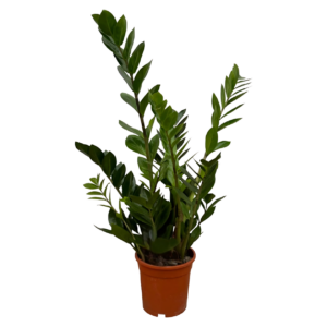 Das richtige Gewächshaus - problemlos und komfortabel 12 Zamioculcas Zamiifolia | Glücksfeder | +/- 75cm | ø 17cm Topf