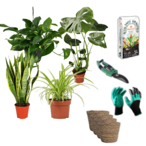 EasyCare Starter Set | 4er-Set + Zubehör | Monstera | Bogenhanf | Efeutute | Grünlilie | +/- 30-60cm | ø 12-15cm Topf