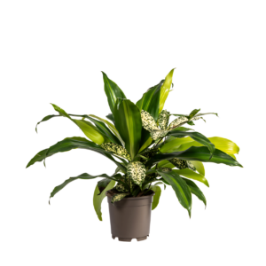 Mixed Combo | Pflanzenmix | +/- 60cm | ø 17cm Topf