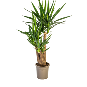 Yucca Elephantipes | Palmlilie | +/- 90-100cm | ø 24cm Topf