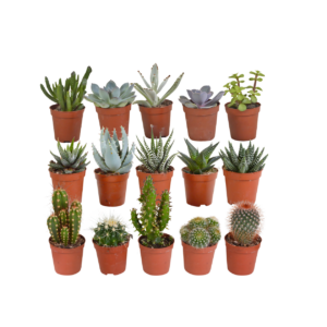 Sukkulenten 15er-Set (Ohne Topf) | Sukkulenten Mix | +/- 8-13cm | ø 5,5cm Topf