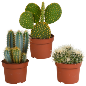 Kakteen 3er-Set (Ohne Topf) | Kaktus Mix | +/- 12-15cm | ø 10,5cm Topf