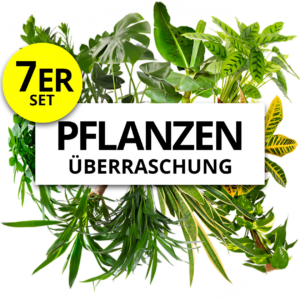 7er-Set | Pflanzenüberraschung | +/- 40-70cm | ø 12-15cm Topf