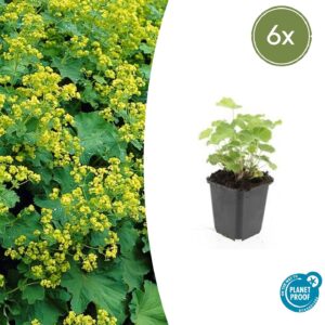 Alchemilla mollis (6 Stück) | Frauenmantel | +/- 10-25cm | ø 9cm