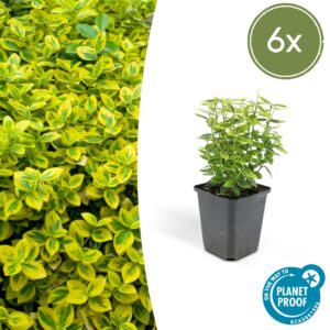 Euonymus fortunei “Emerald 'n Gold” (6 Stück) | Kriechspindel | +/- 10-25cm | ø 9cm
