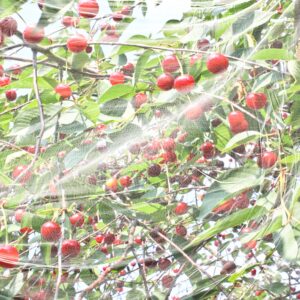 Kirschessigfliegen-Netz