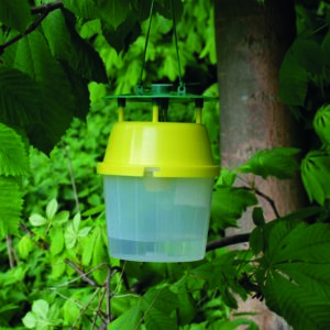 Kastanienminiermottenfalle gelb (inkl. Lockstoff)